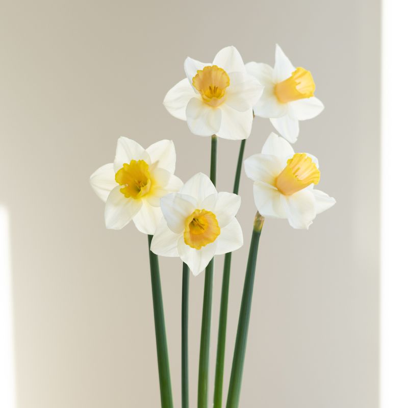 Narcis 'Salomé' (10 stuks)
