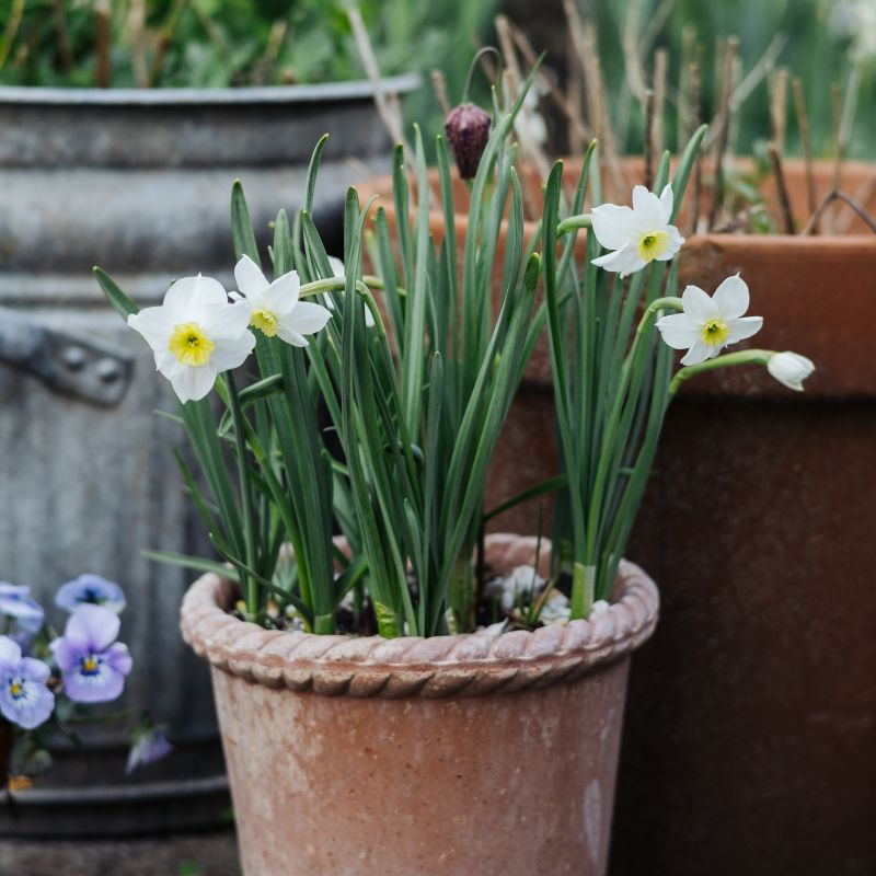 Narcis 'Segovia' (10 stuks)