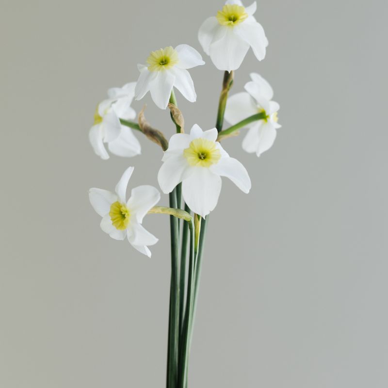 Narcis 'Segovia' (10 stuks)