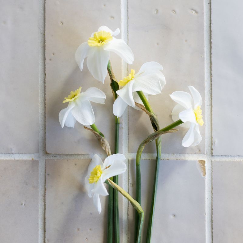 Narcis 'Segovia' (10 stuks)