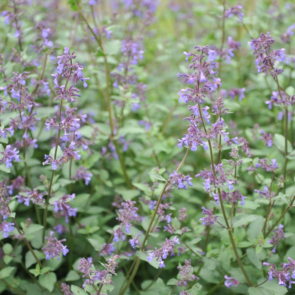 Nepeta grandiflora 'Wild Cat' (kattenkruid) BIO