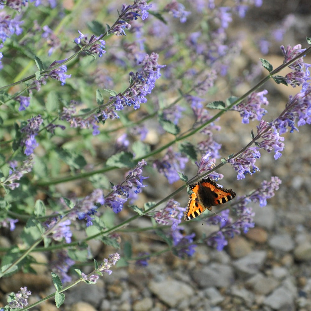 Nepeta faassenii 'Six Hills Giant' (kattenkruid) BIO