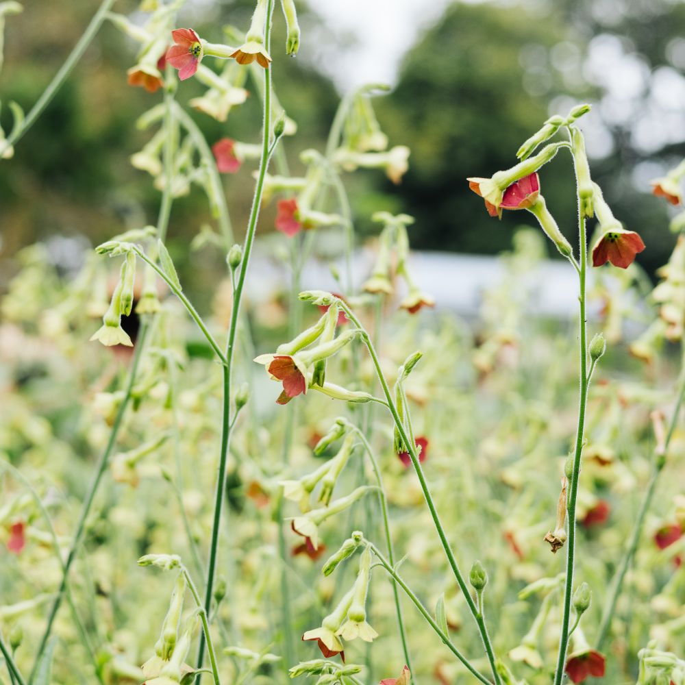 Nicotiana x hybrida 'Tinkerbell' (siertabak)