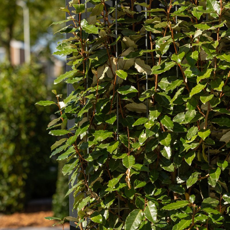 Kant-en-klaar haag Elaeagnus ebbingei (olijfwilg)