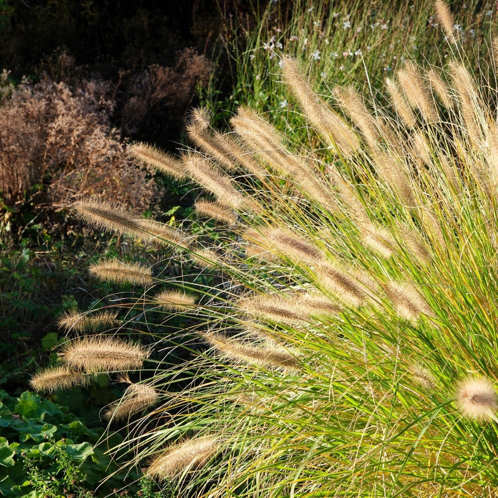 Pennisetum alopecuroides 'Hameln' (lampenpoetsersgras) BIO