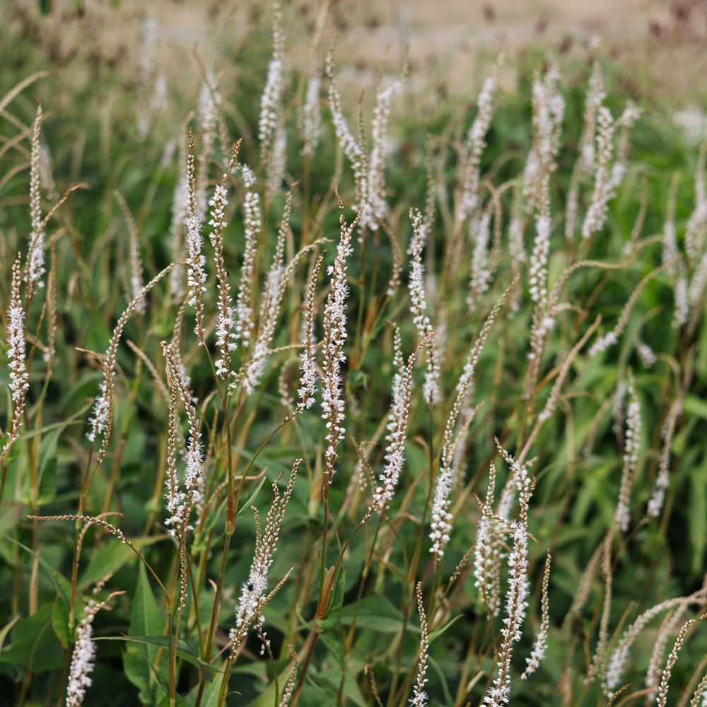 Persicaria amplexicaulis 'Alba' (duizendknoop)