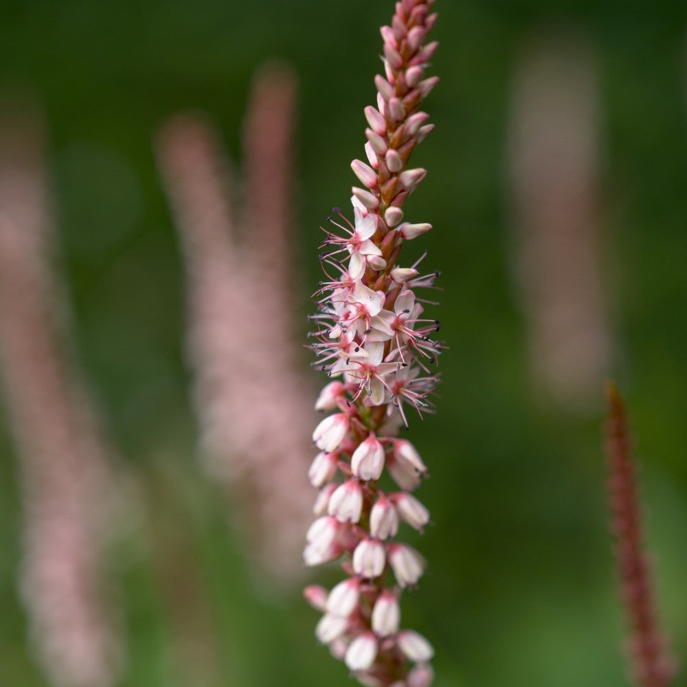 Persicaria amplexicaulis 'Rosea' (duizendknoop)