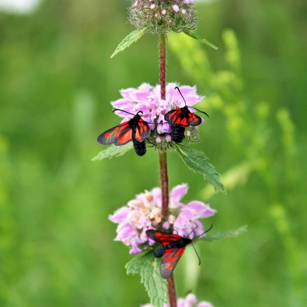 Phlomis tuberosa (brandkruid)