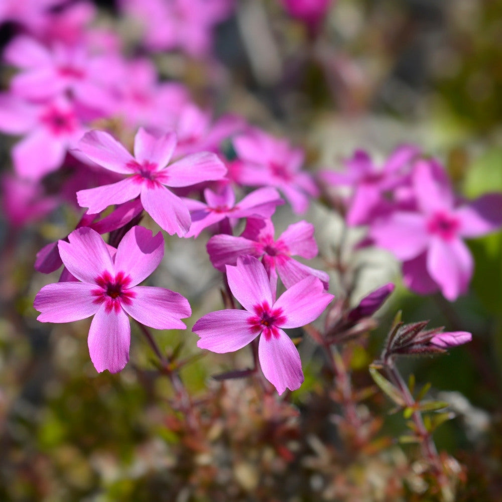 Phlox subulata 'Moerheimii' (kruipphlox) BIO
