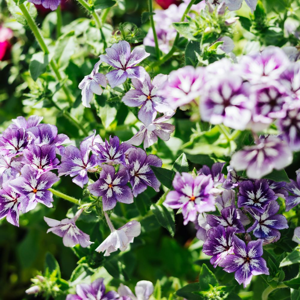 Phlox 'Sugar Stars' (vlambloem)