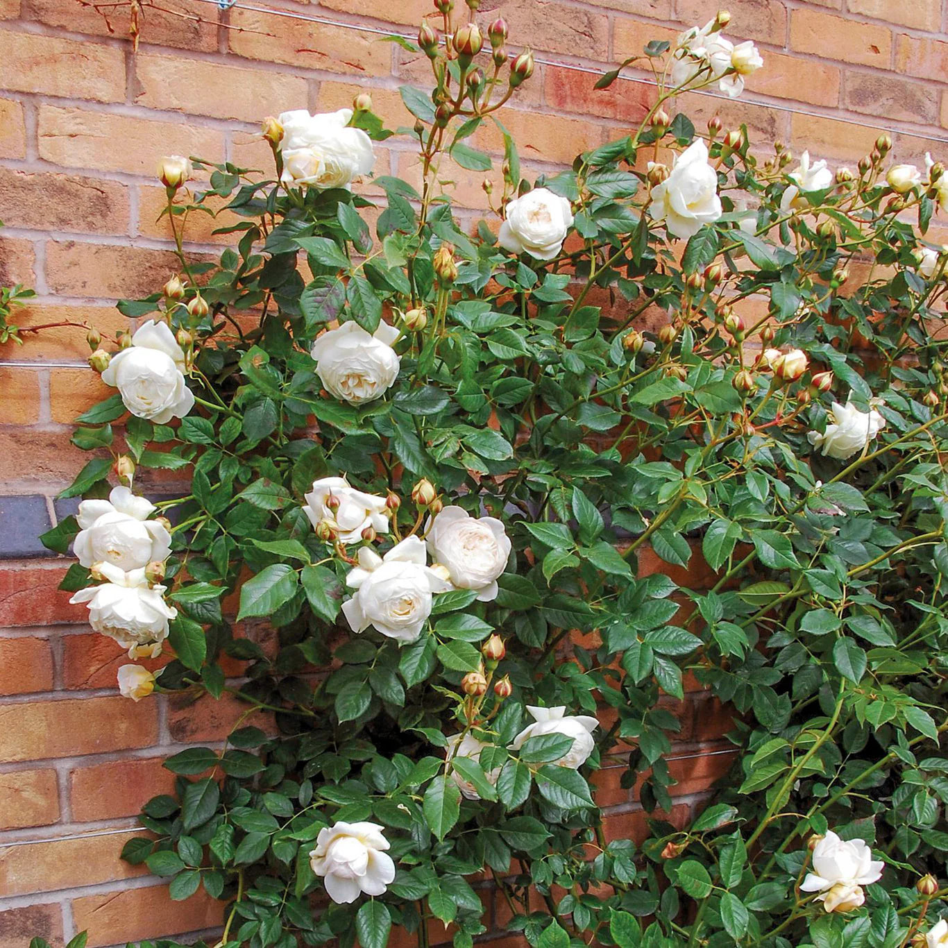 Rosa 'Claire Austin' (klimroos)