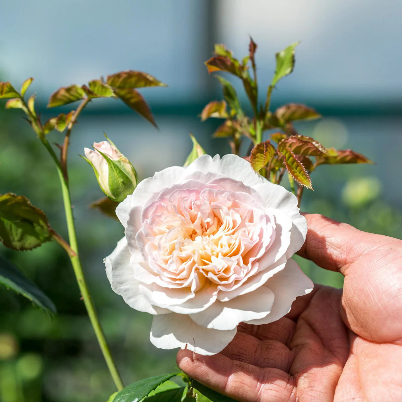 Rosa 'Emily Brönte' (struikroos)