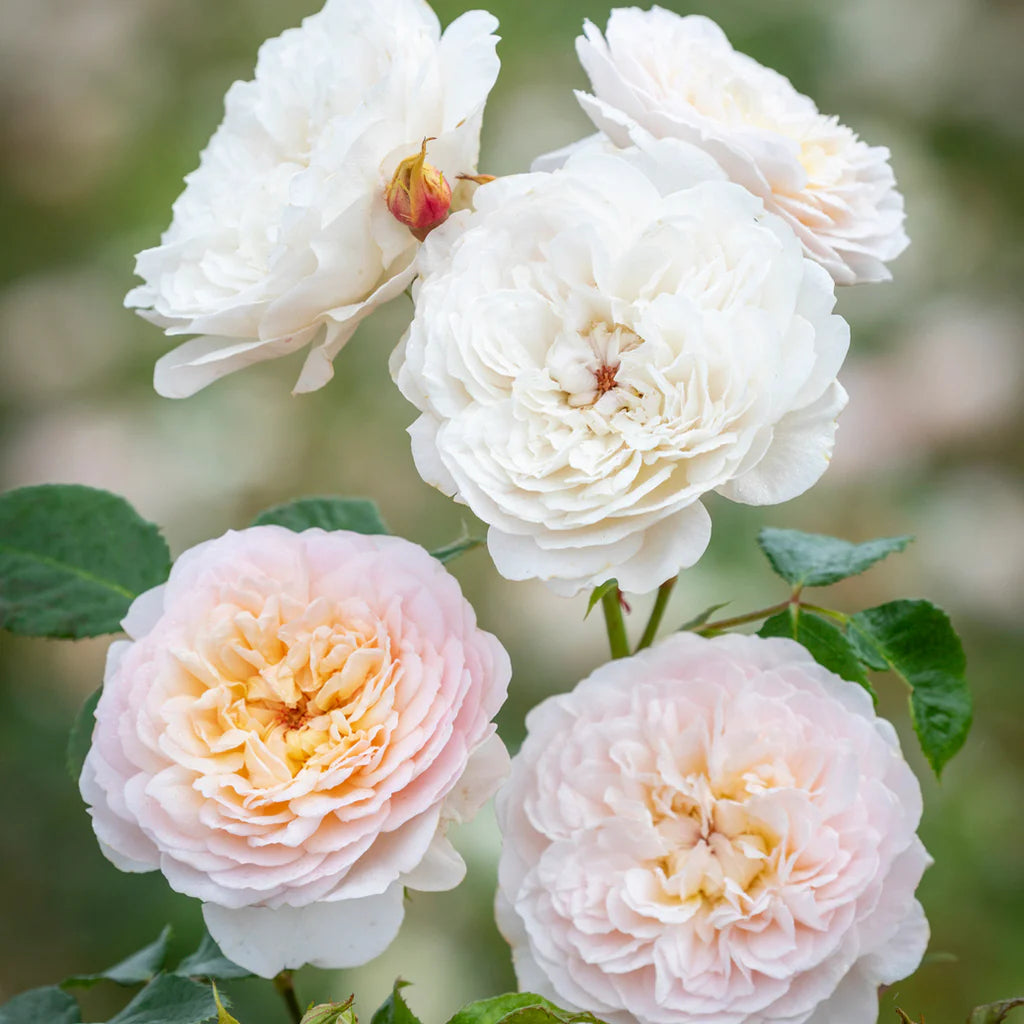 Rosa 'Emily Brönte' (struikroos)