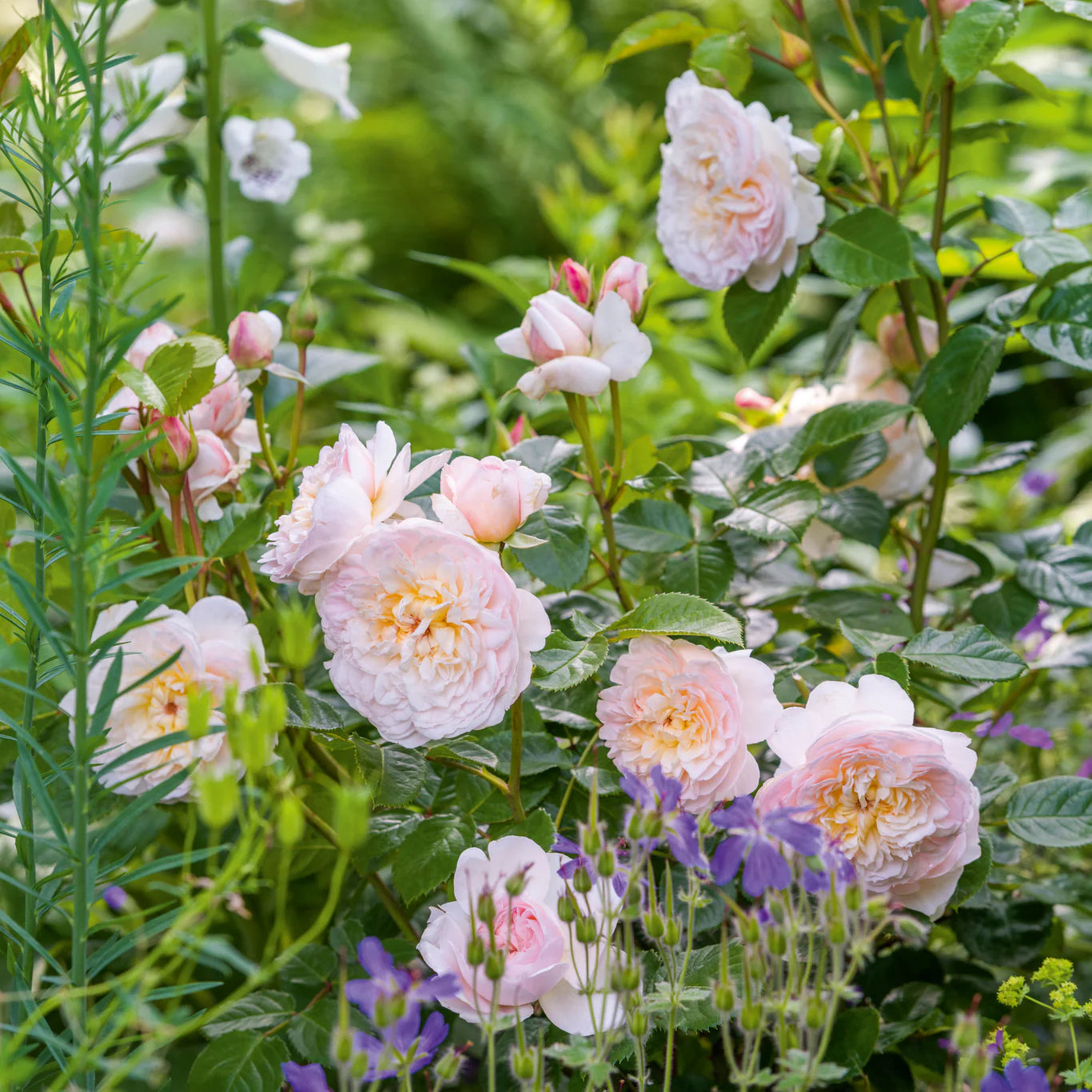 Rosa 'Emily Brönte' (struikroos)