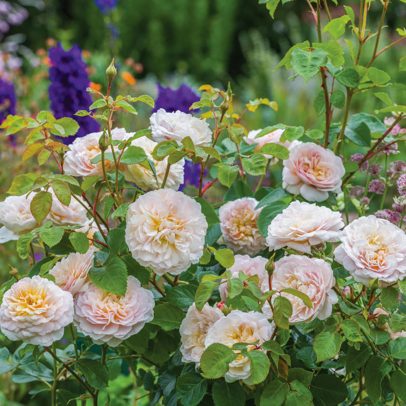 Rosa 'Emily Brönte' (struikroos)