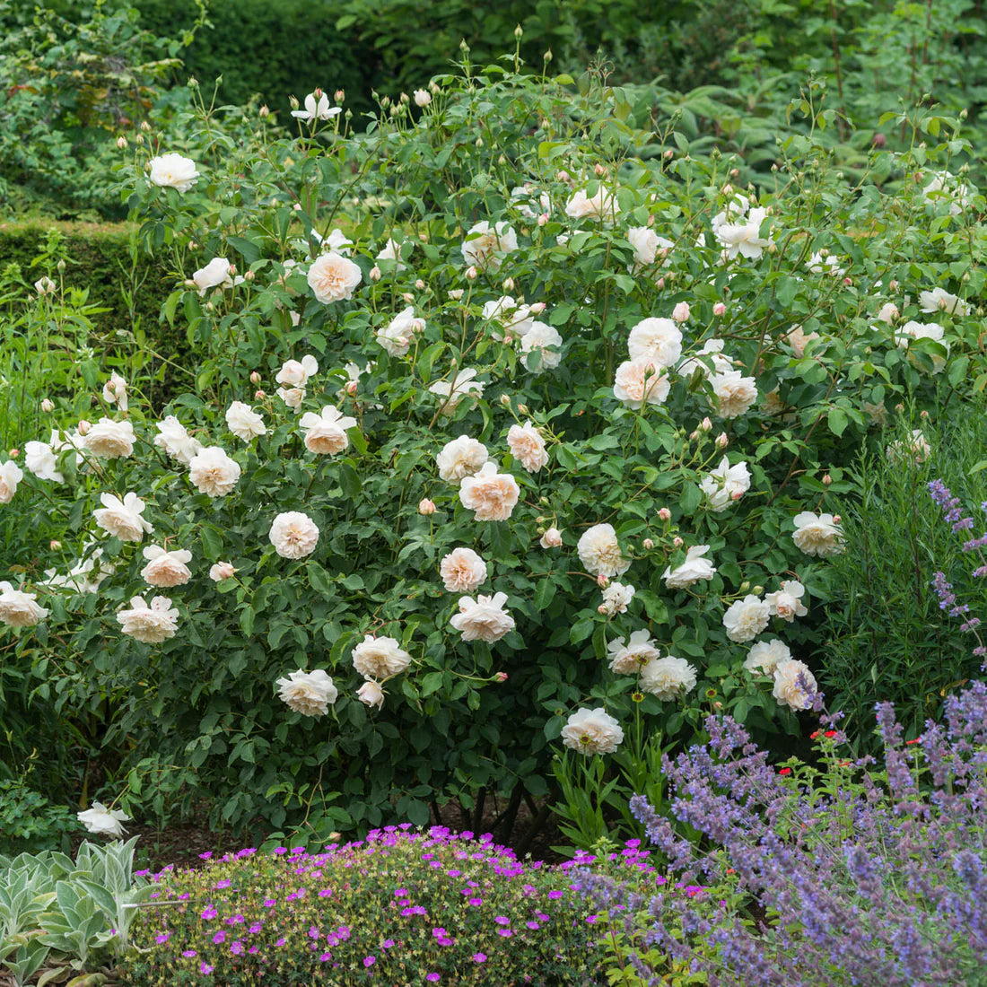 Rosa 'Lichfield Angel' (struikroos)