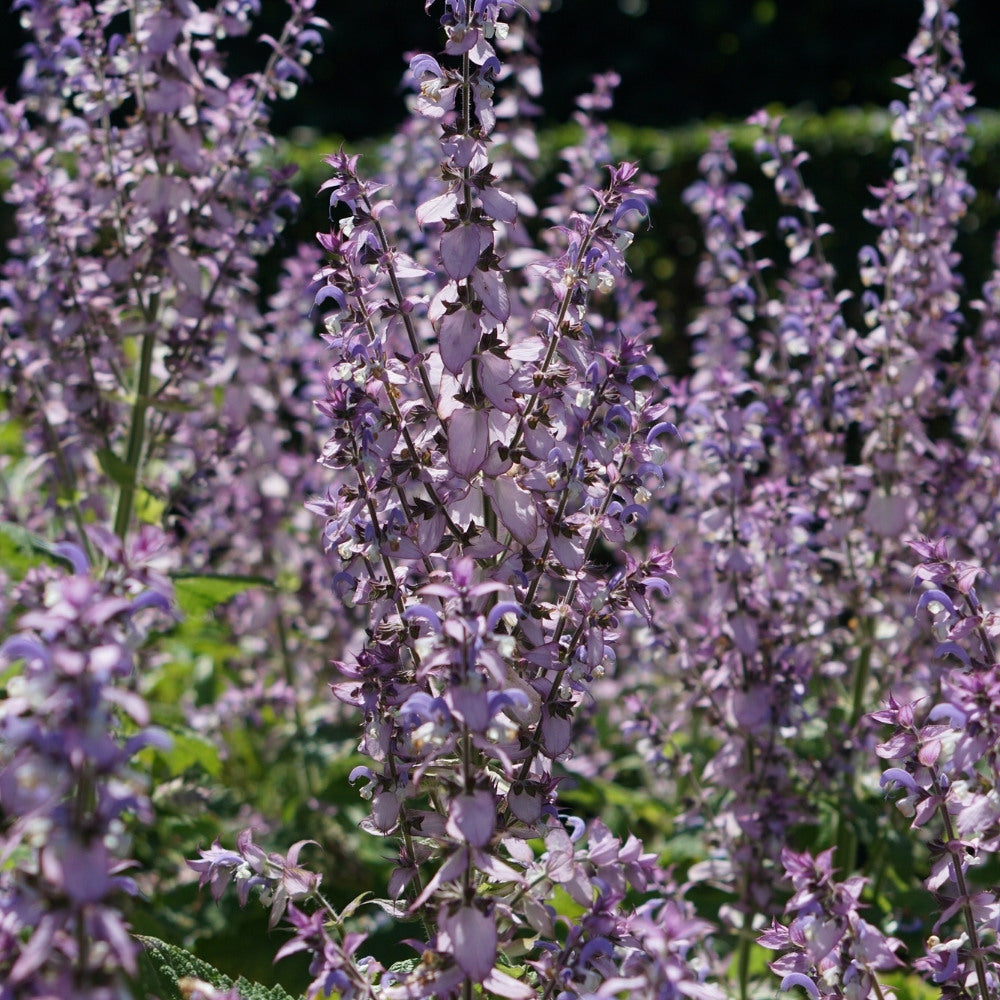Salvia sclarea (muskaatsalie)