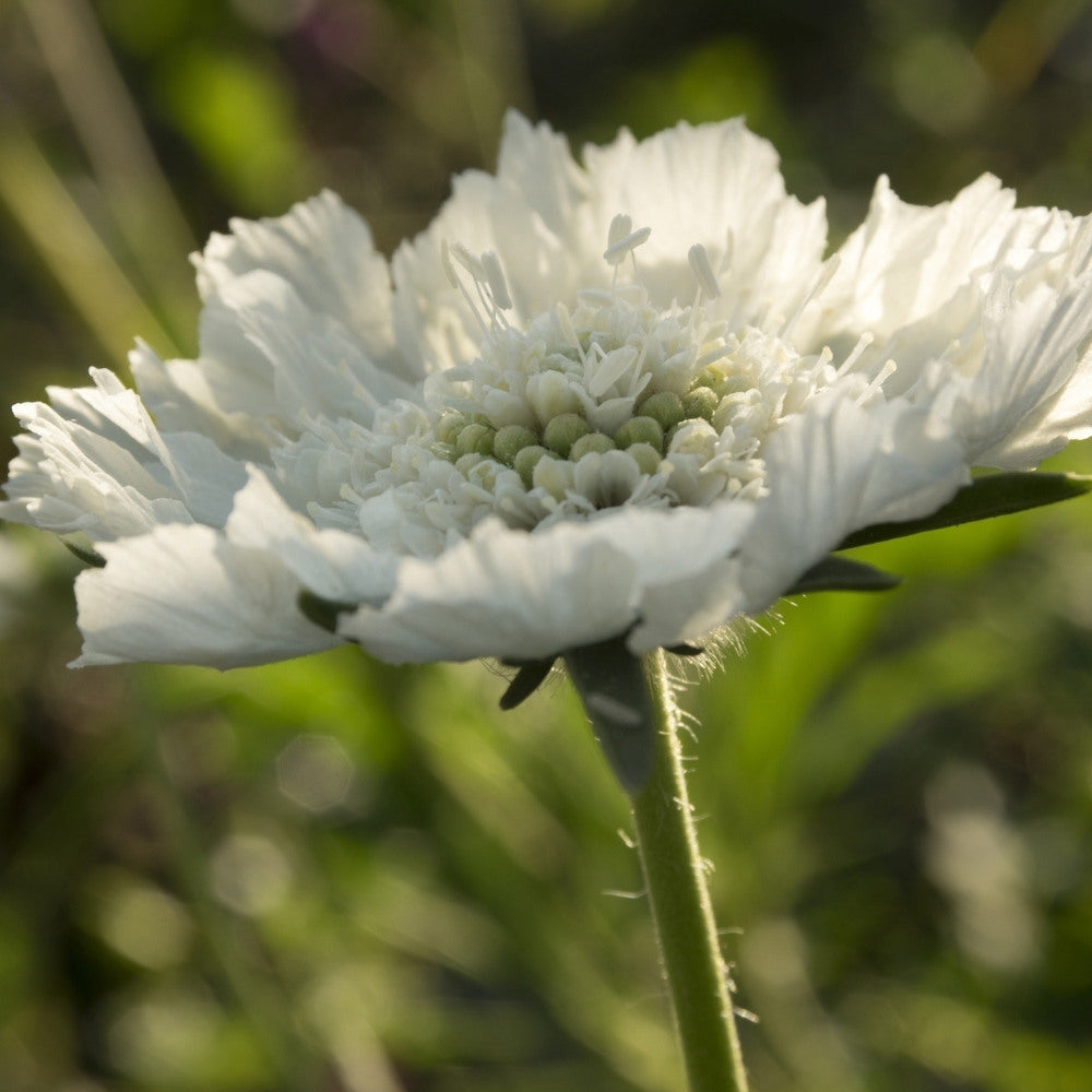 Scabiosa caucasica 'Alba' (duifkruid) BIO