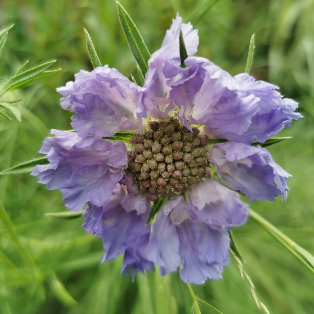Scabiosa caucasica 'Perfecta' (duifkruid) BIO