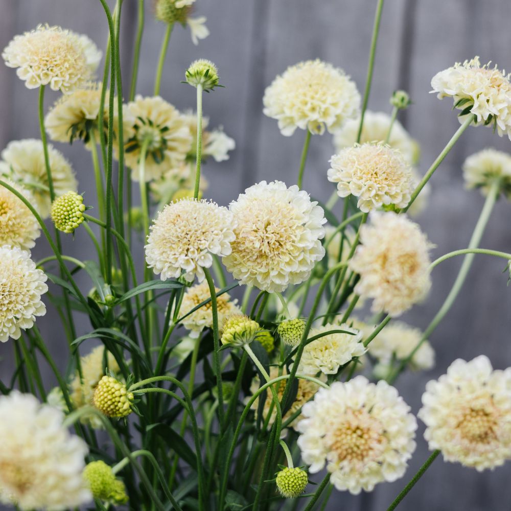 Scabiosa atropurpurea ‘Fata Morgana’ (duifkruid)