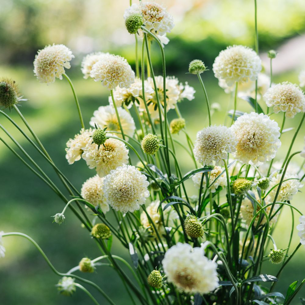 Scabiosa atropurpurea ‘Fata Morgana’ (duifkruid)