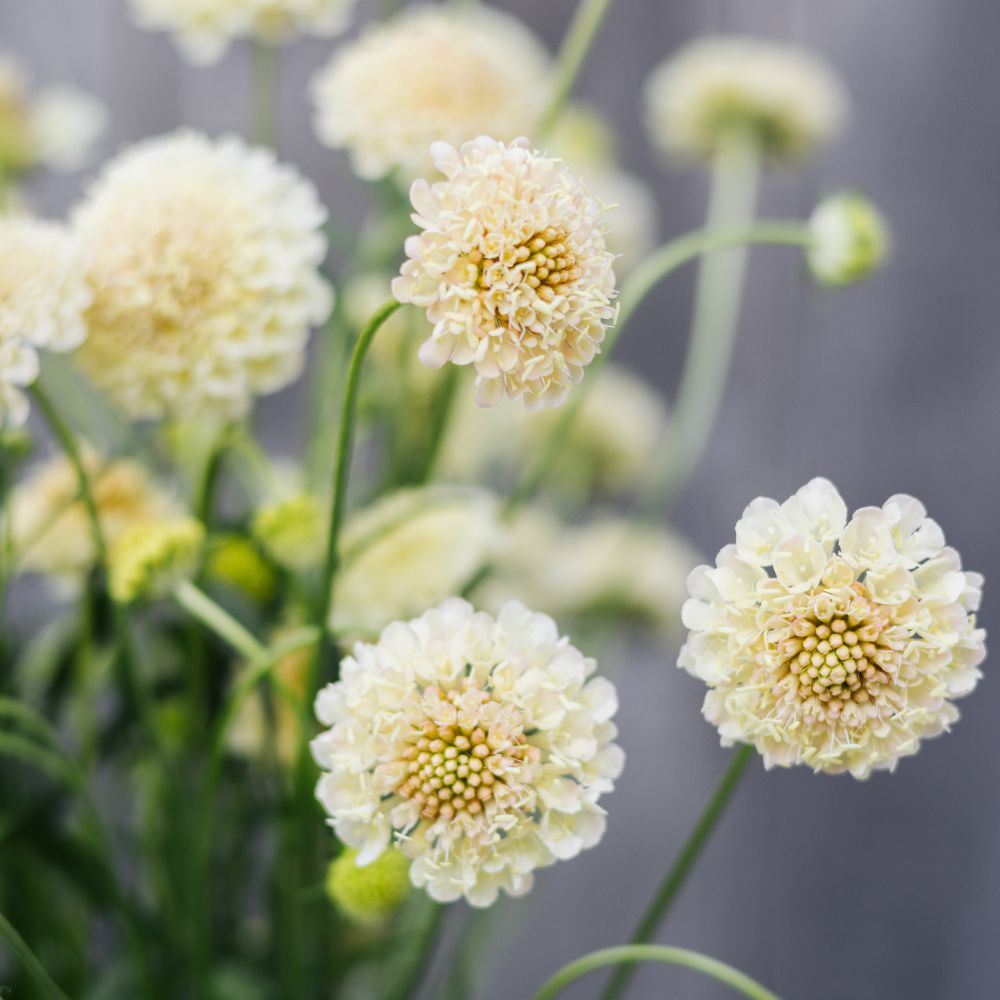 Scabiosa atropurpurea ‘Fata Morgana’ (duifkruid)
