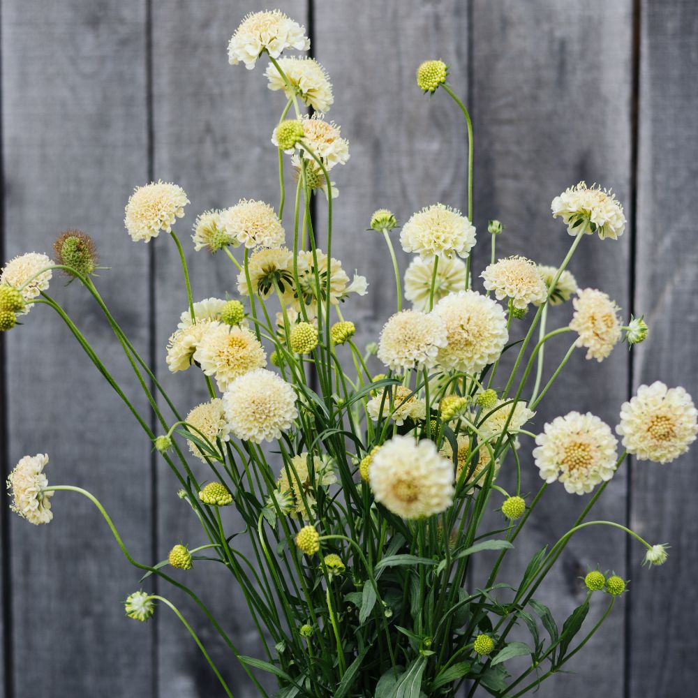 Scabiosa atropurpurea ‘Fata Morgana’ (duifkruid)