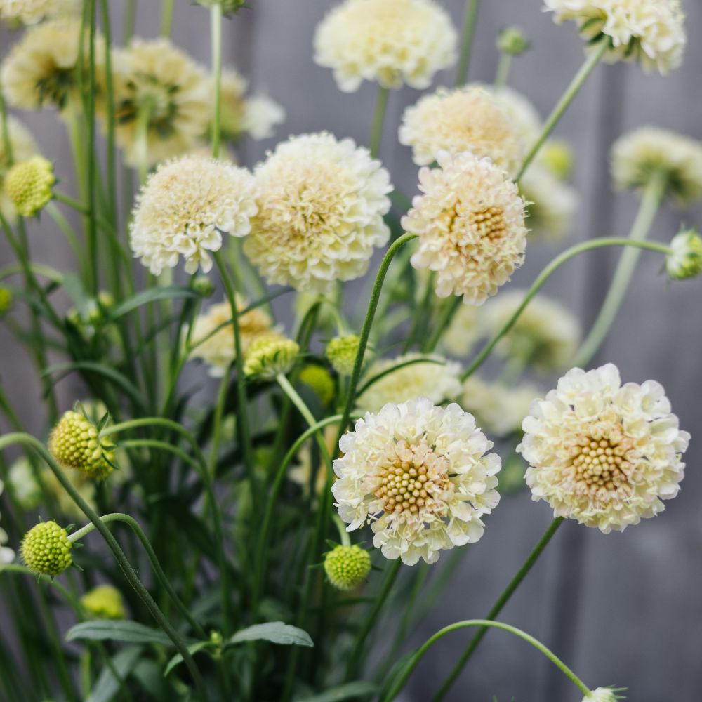 Scabiosa atropurpurea ‘Fata Morgana’ (duifkruid)