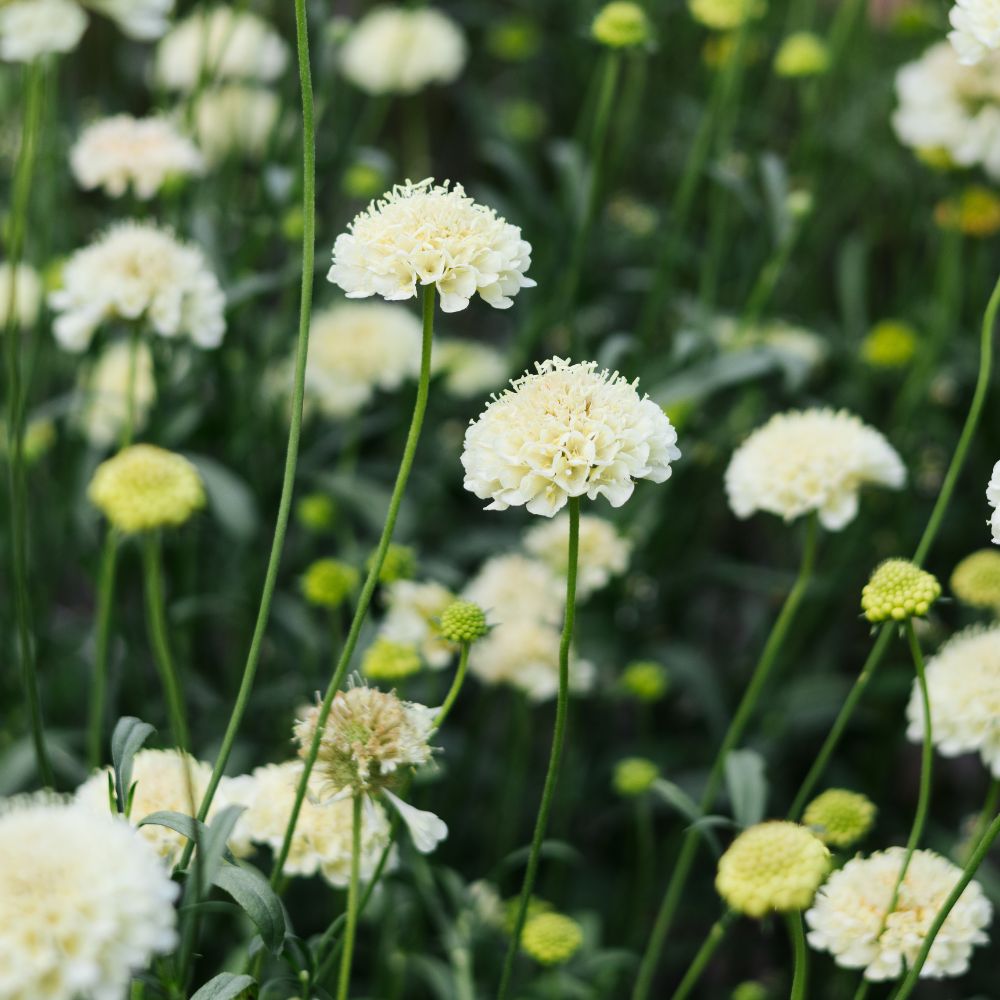 Scabiosa atropurpurea ‘Fata Morgana’ (duifkruid)
