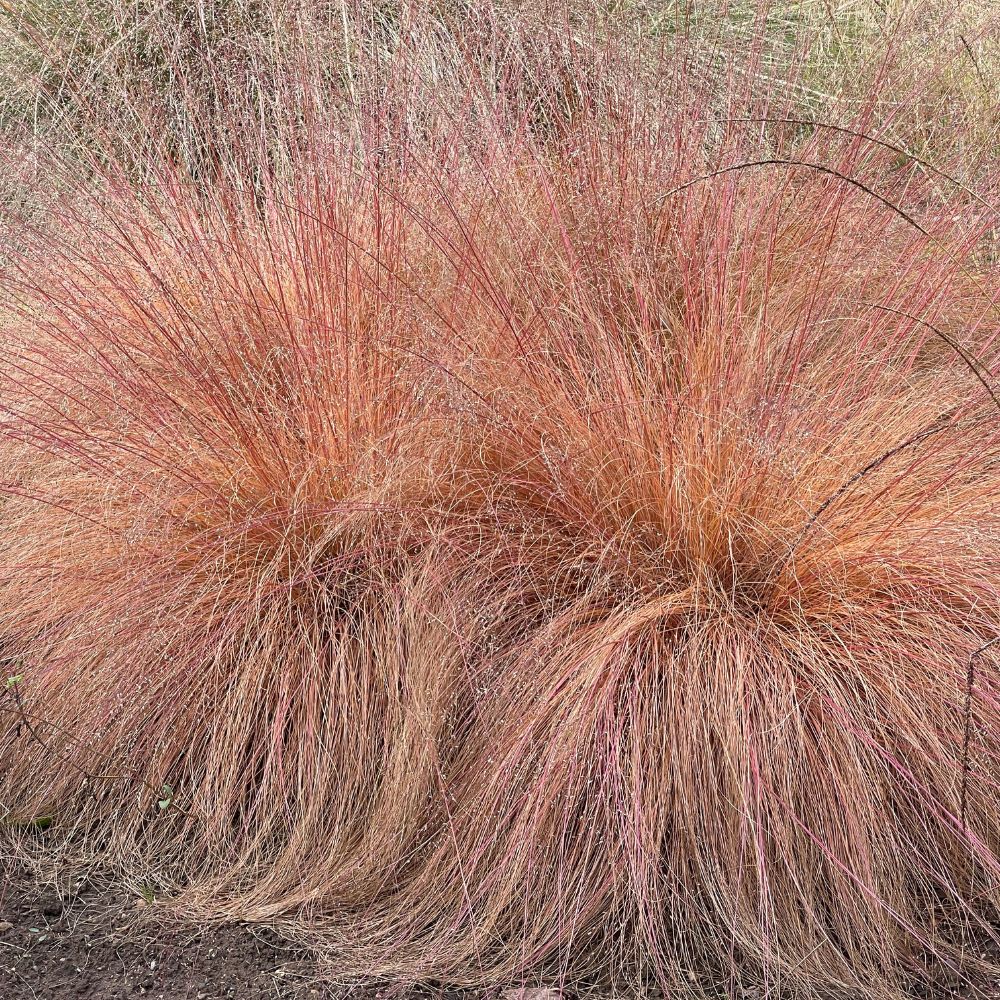 Sporobolus heterolepis (prairiedropzaad)