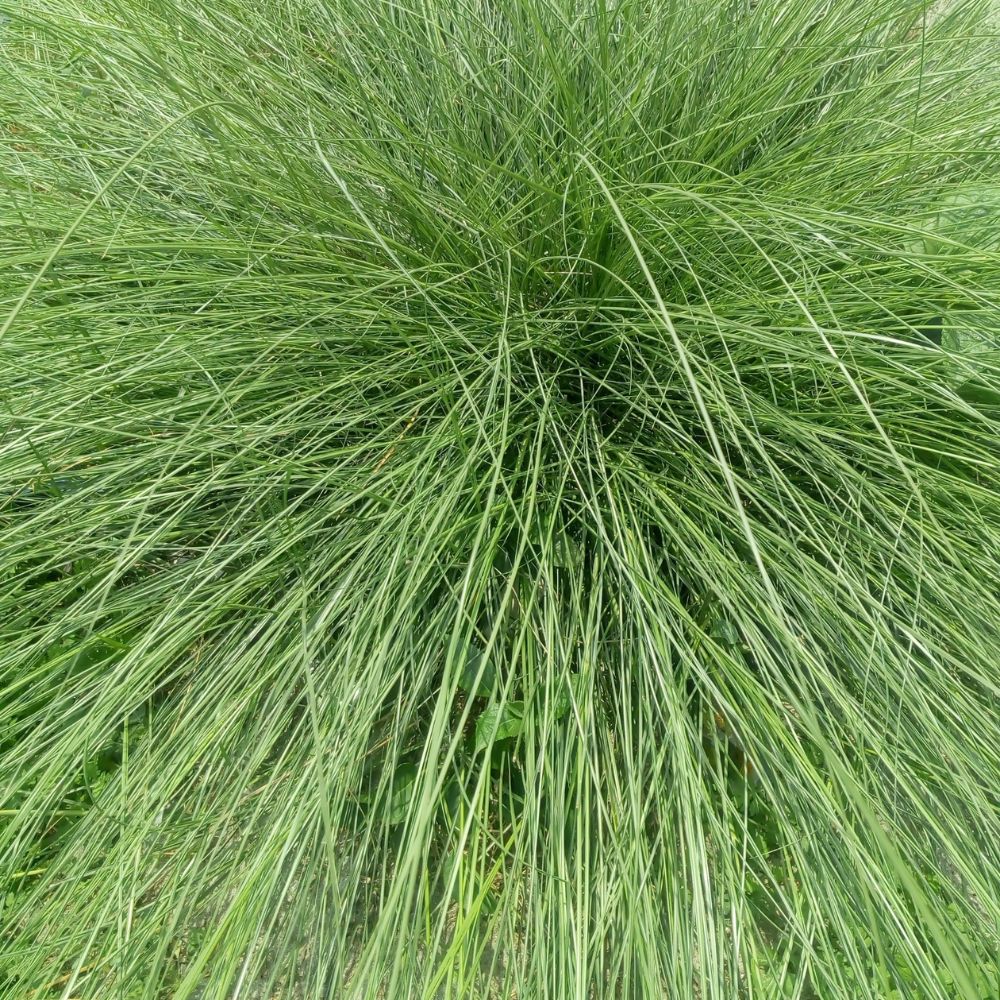 Sporobolus heterolepis (prairiedropzaad)