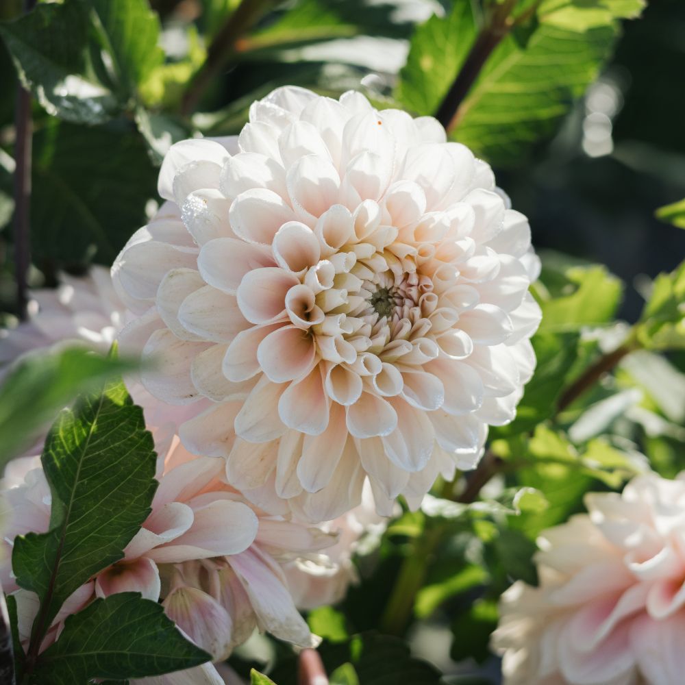 Dahliabundel 'Judith's Faves' III