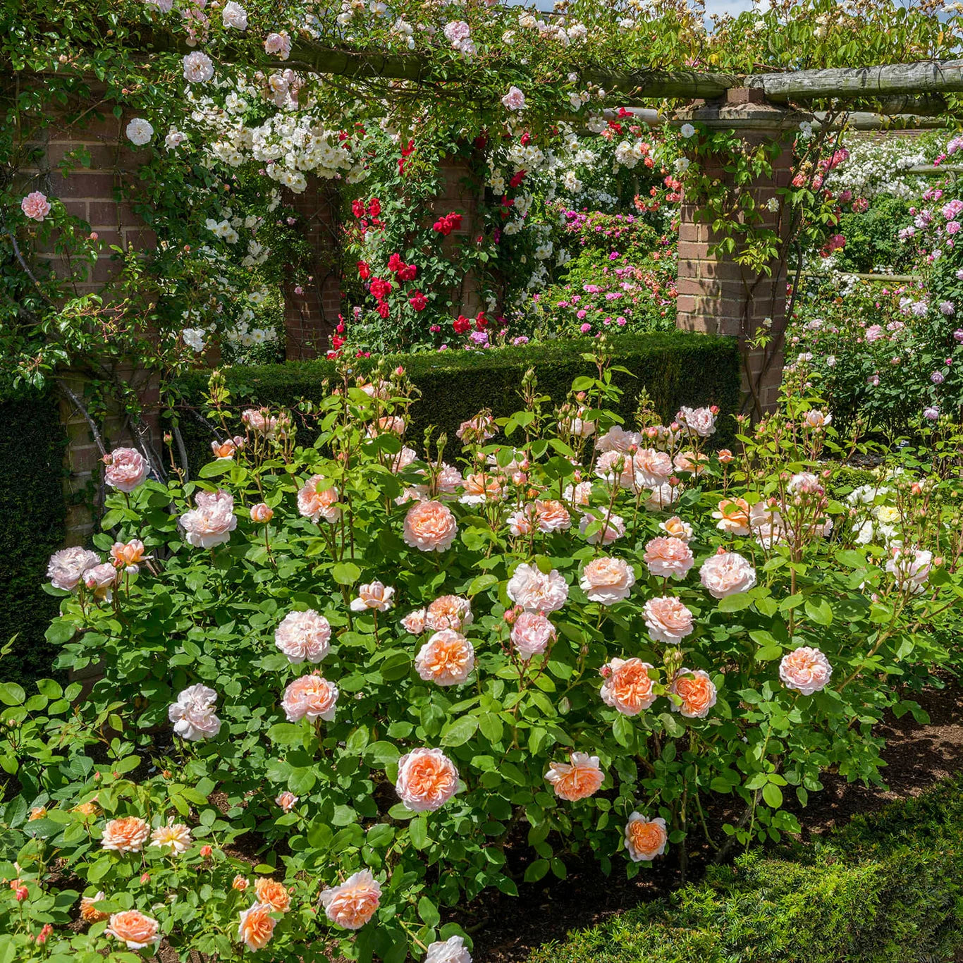 Rosa 'The Lady Gardener' (struikroos)