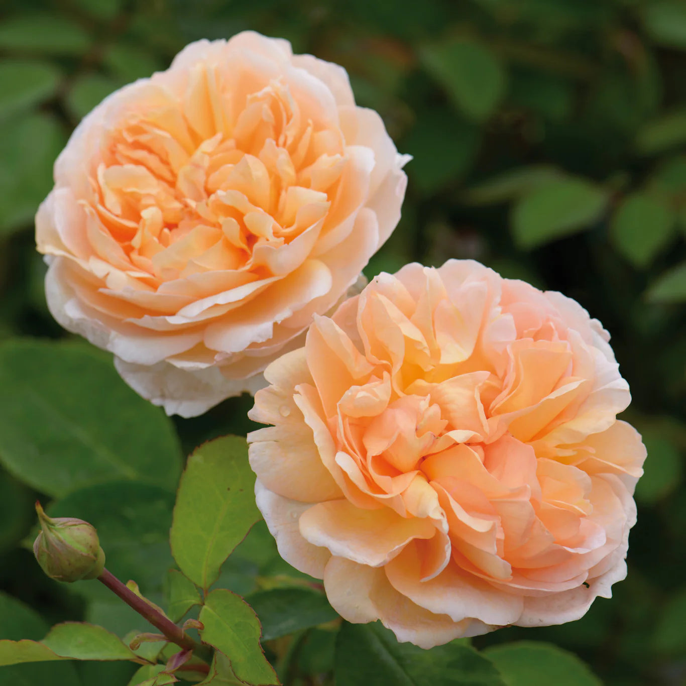 Rosa 'The Lady Gardener' (struikroos)