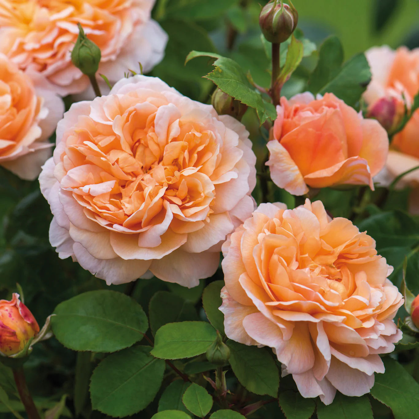 Rosa 'The Lady Gardener' (struikroos)