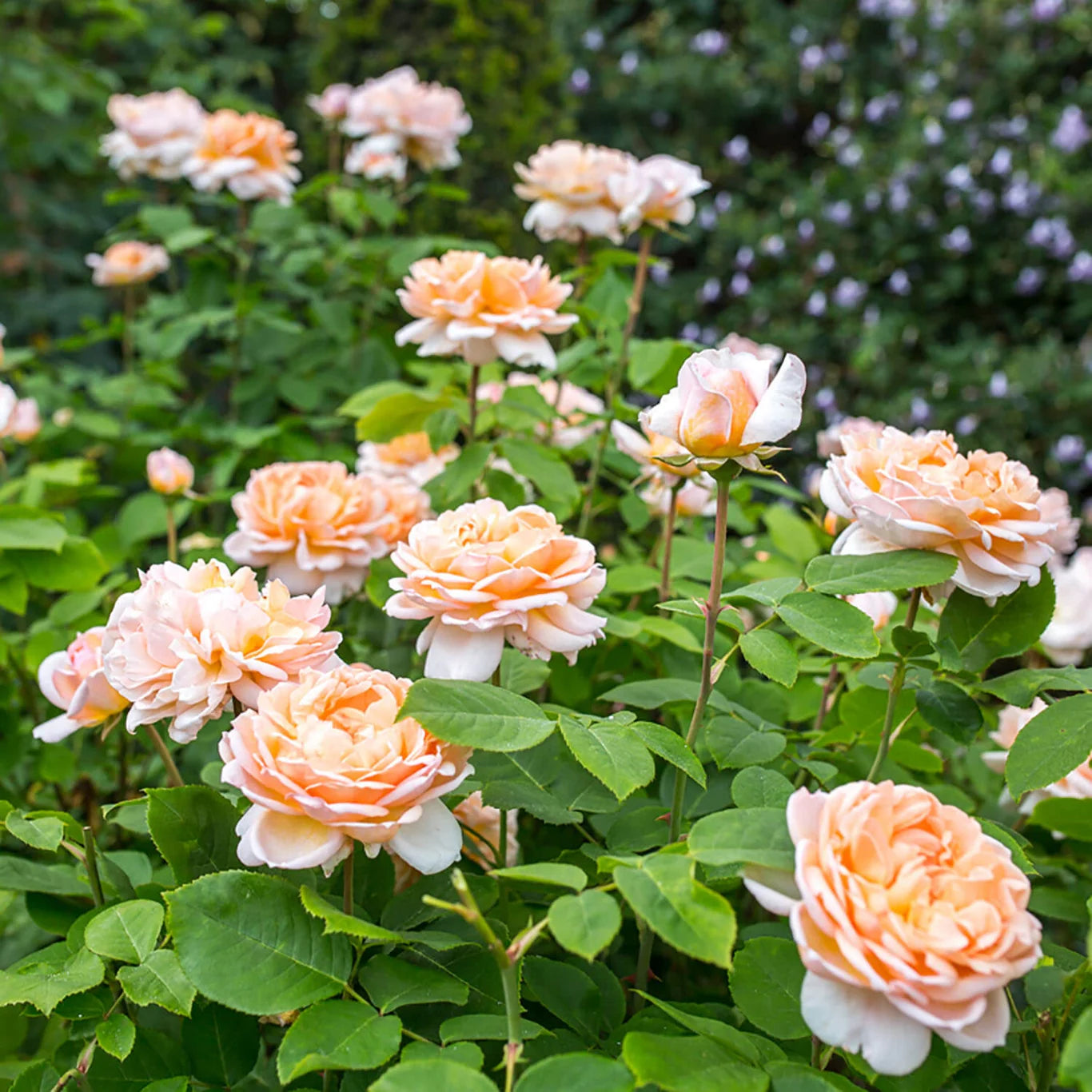 Rosa 'The Lady Gardener' (struikroos)