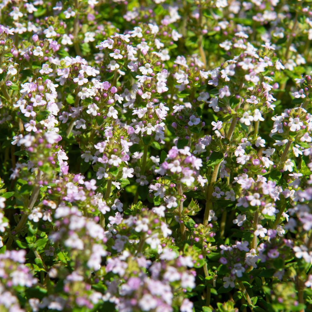 Thymus vulgaris 'Compactus' (tijm)