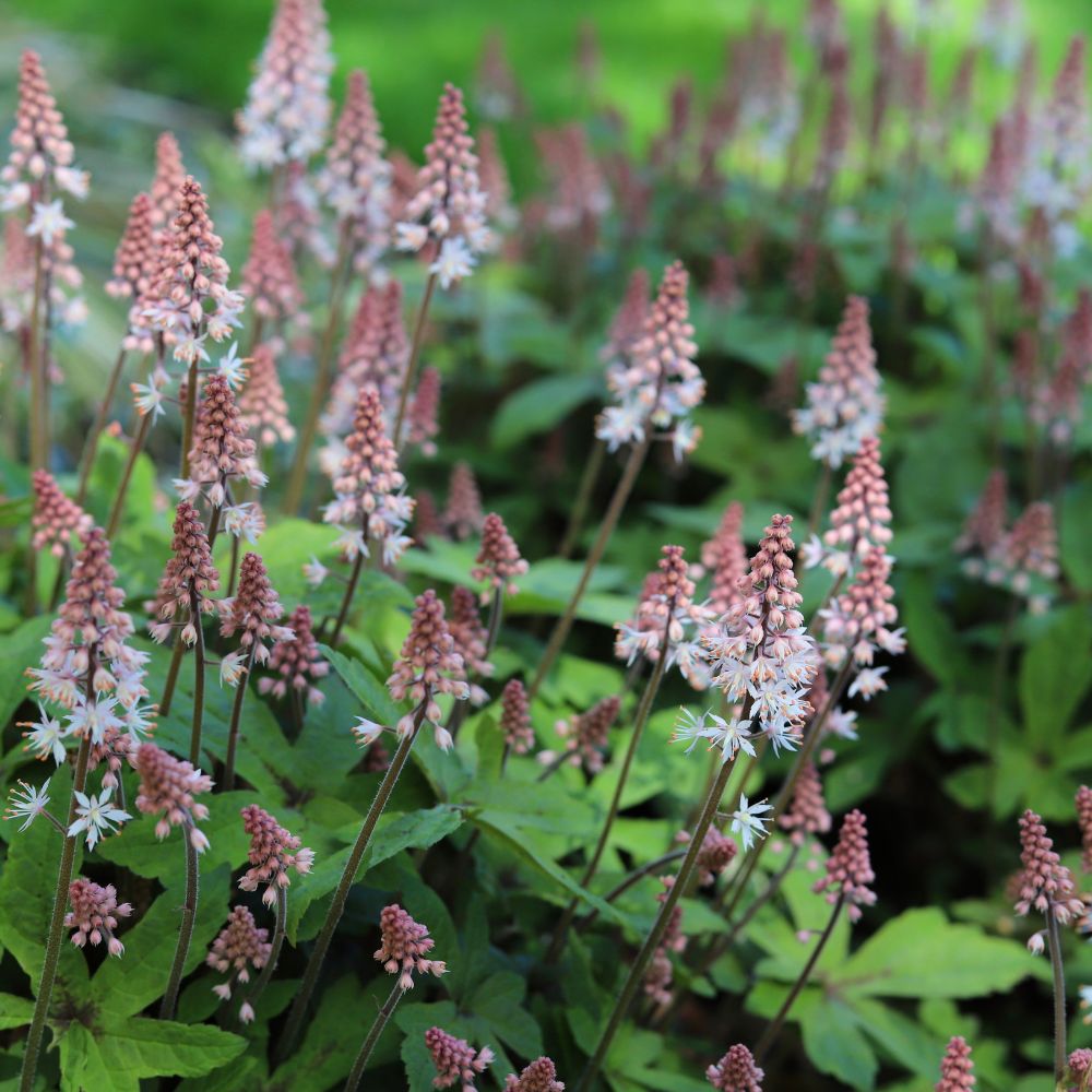 Tiarella 'Spring Symphony' (schuimbloem)