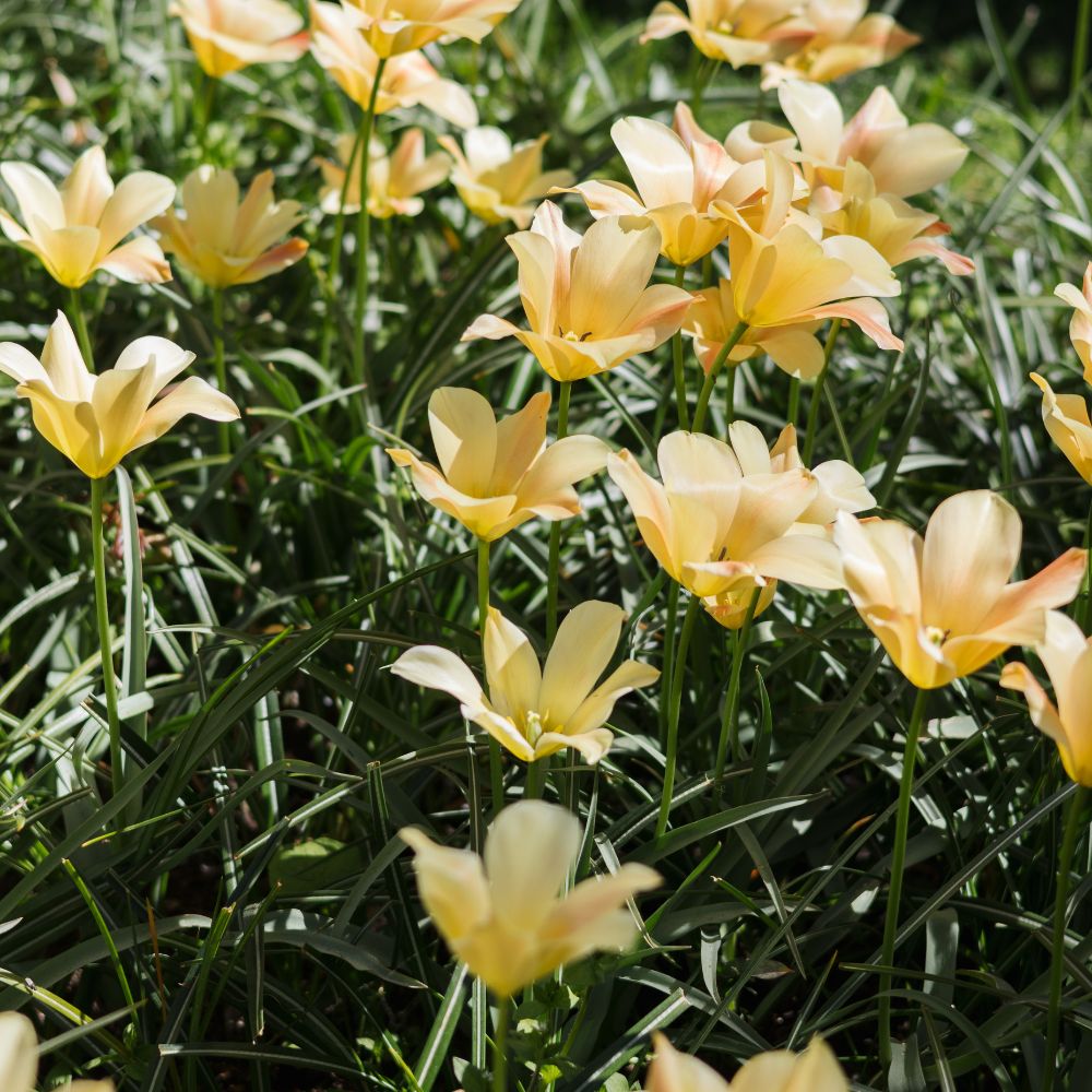 Tulipa batalinii 'Bronze Charm' (wilde tulp, 20 stuks) BIO