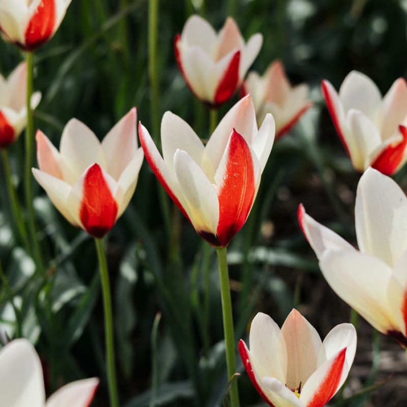 Tulp 'Lady Jane' (10 stuks)