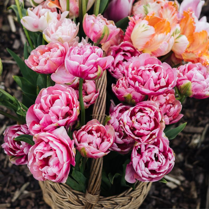 Tulp 'Amazing Grace' (10 stuks)
