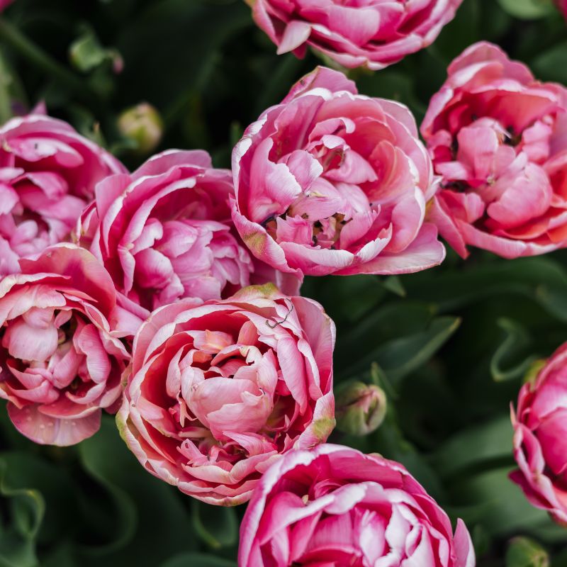 Tulp 'Amazing Grace' (10 stuks)