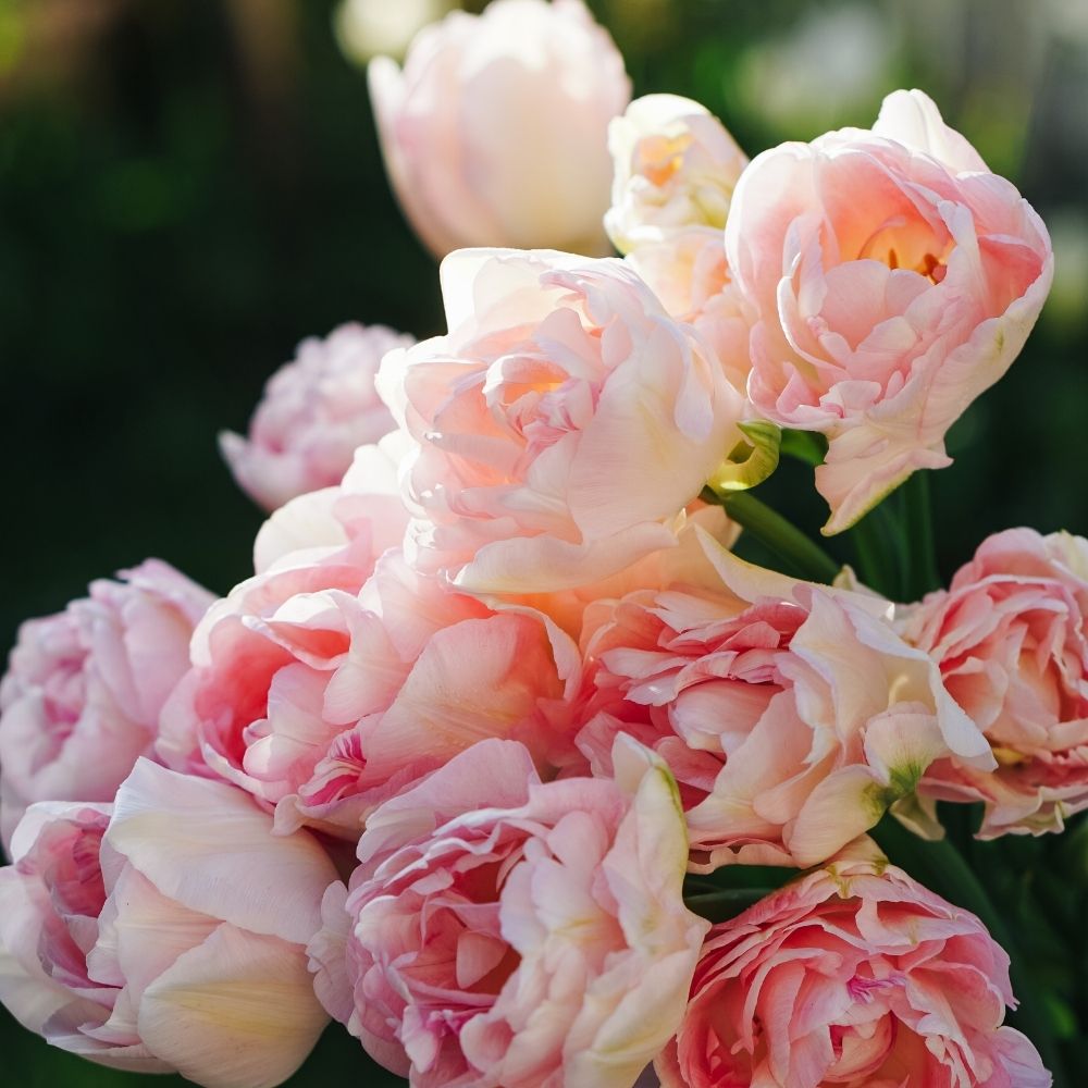 Tulp 'Angelique' (15 stuks)