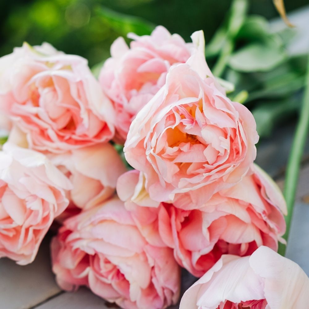 Tulp 'Angelique' (15 stuks)