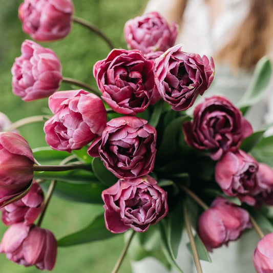 Tulp 'Blue Diamond' (10 stuks)