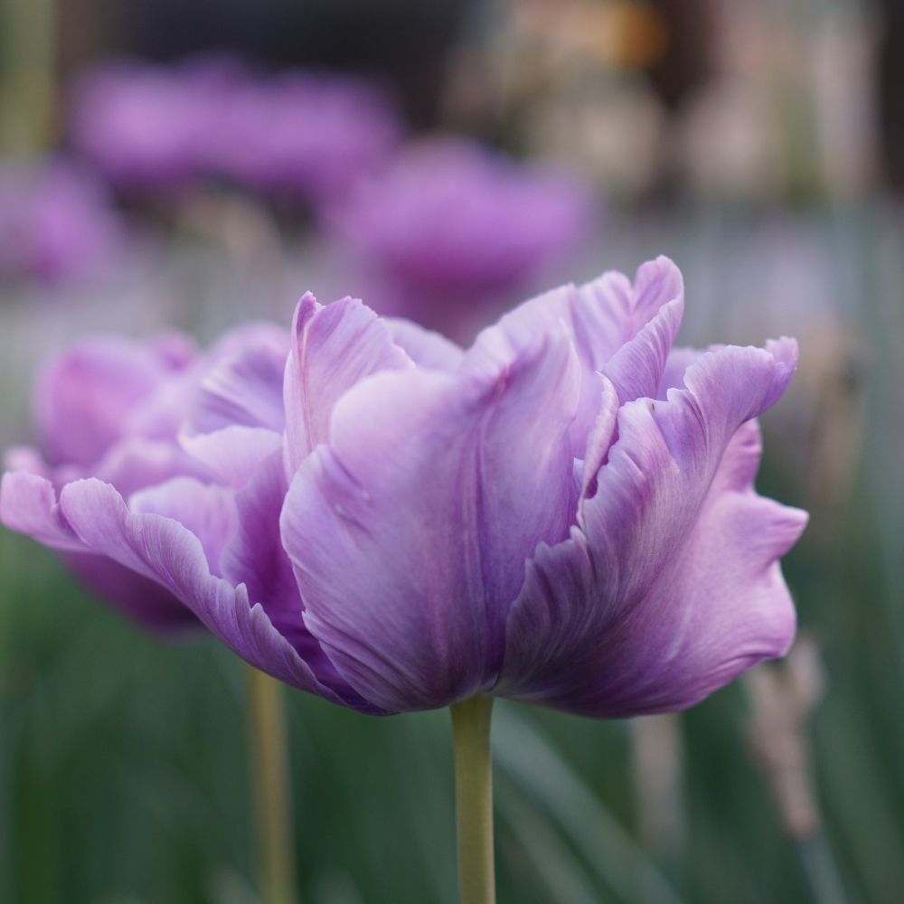 Tulp 'Blue Parrot' (10 stuks)
