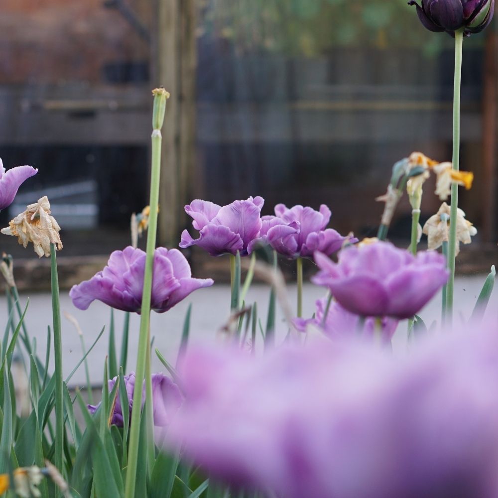 Tulp 'Blue Parrot' (10 stuks)