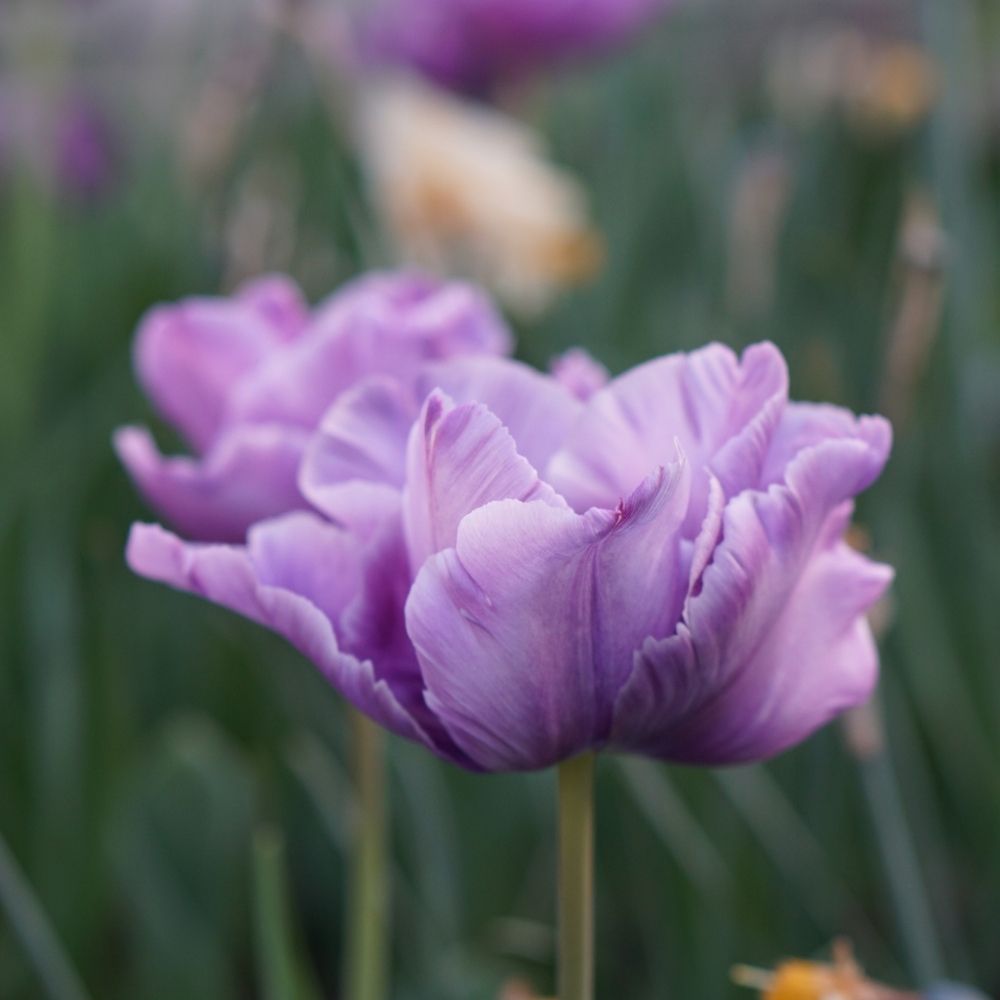Tulp 'Blue Parrot' (10 stuks)