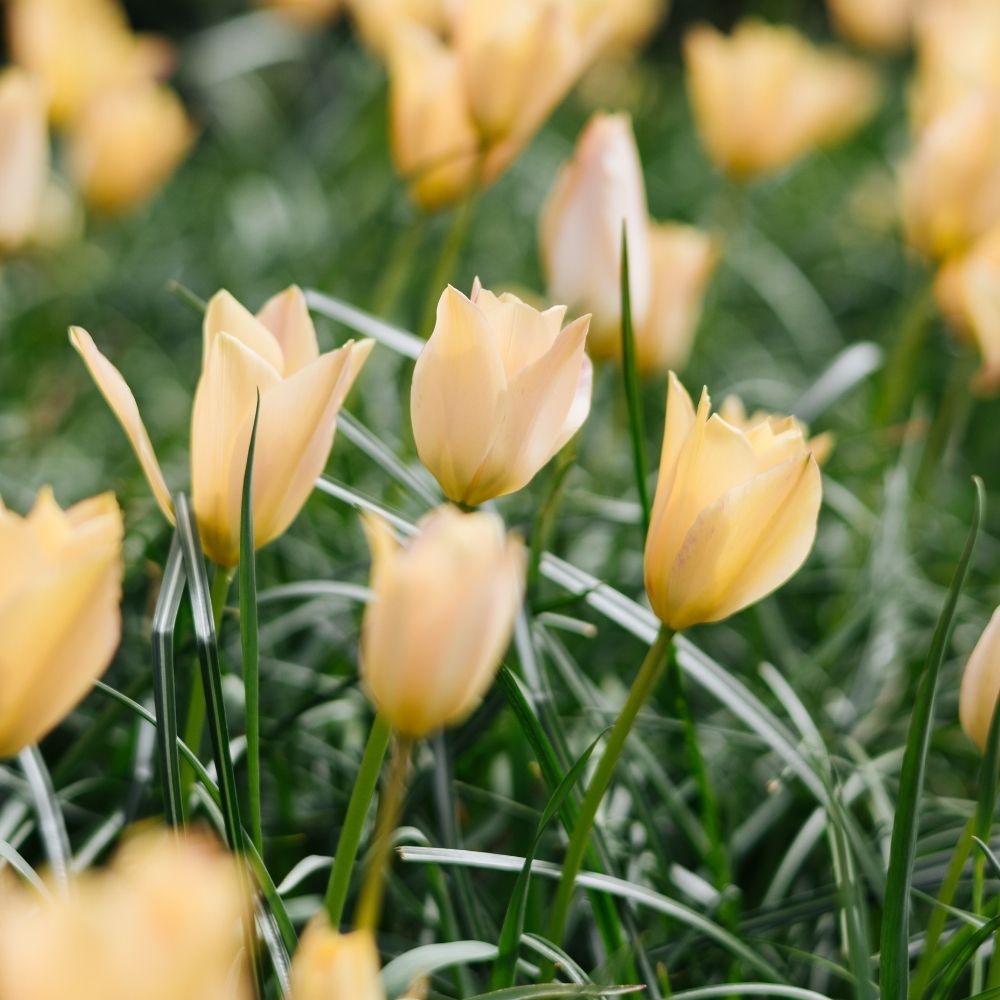 Tulipa batalinii 'Bronze Charm' (wilde tulp, 20 stuks) BIO