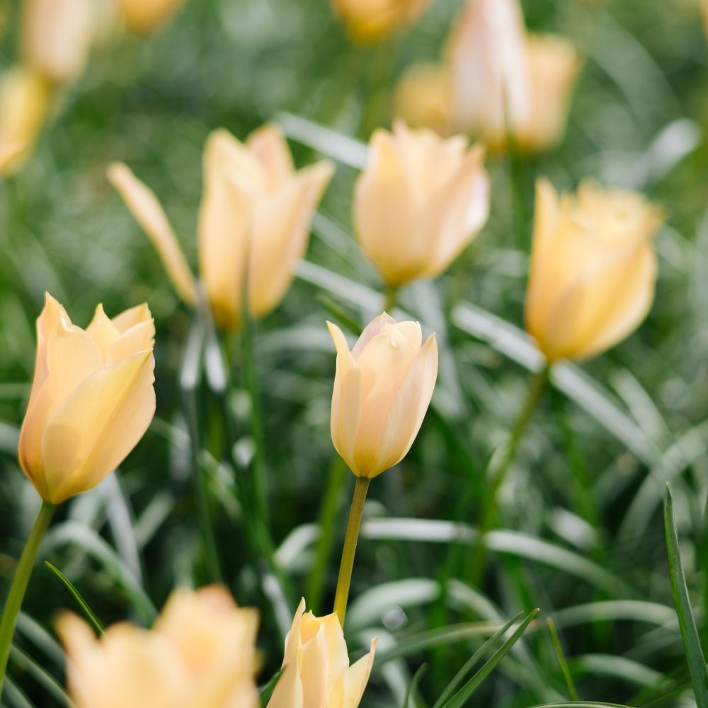 Tulipa batalinii 'Bronze Charm' (wilde tulp, 20 stuks) BIO